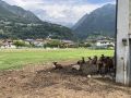 Azienda Agricola Pellegrini 