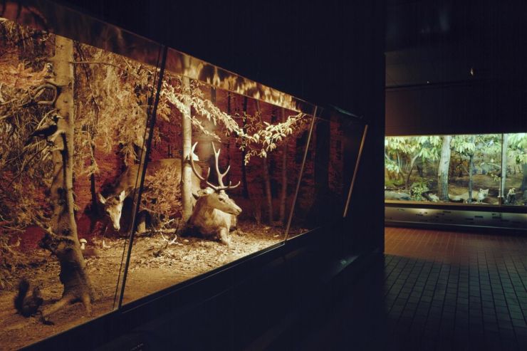 Museo Cantonale di Storia Naturale - Natuur museum