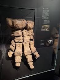 Museo Cantonale di Storia Naturale - Natuur museum