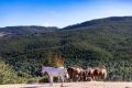 Ranch La Quercia