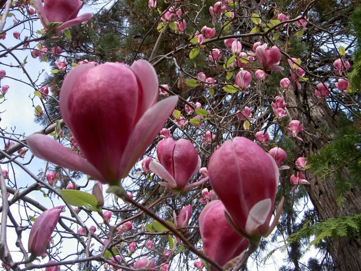 Parco Botanico del Gambarogno