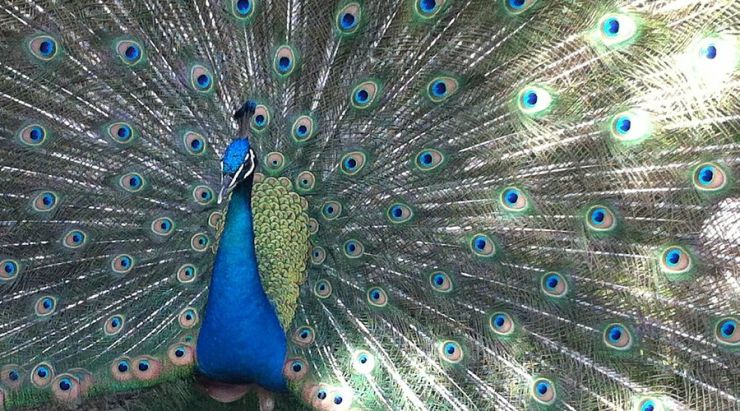 Zoo al Maglio