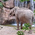 Faunistic Park Le Cornelle 