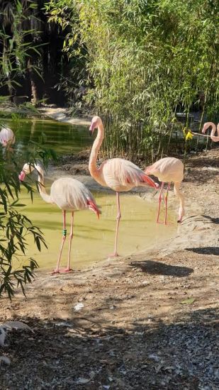 Faunistic Park Le Cornelle 